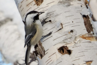 Chickadee