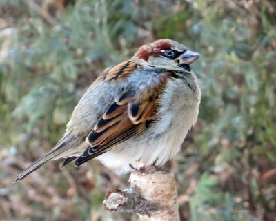 House Sparrow