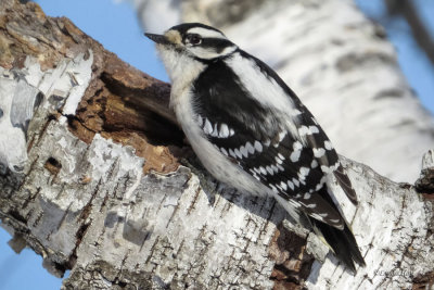 Downy and Hairy Woodpeckers  (2 photos)