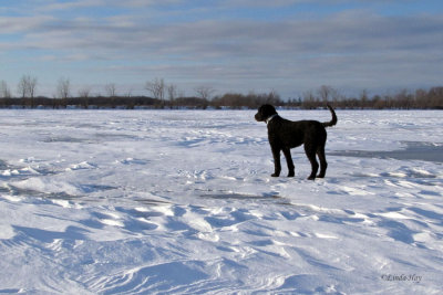 Shirley's Bay Last Year   (2 photos)