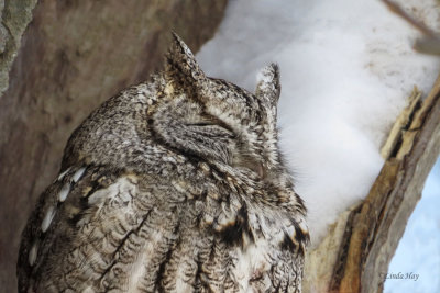 Screech Owl  (2 photos)