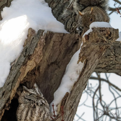 Screech Owl   (2 photos)
