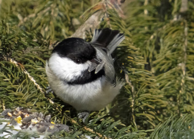 Chickadee and Friend   (2 photos)