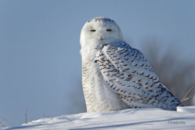 Snowy Owl   (2 Photos)
