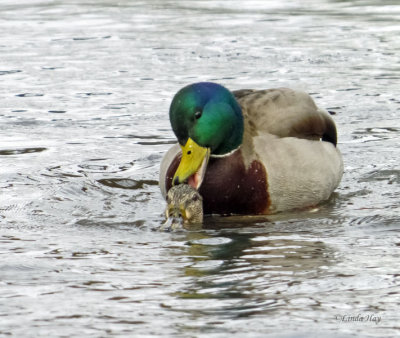 Mallards X-rated