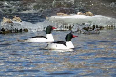 Common Mergansers   (2 photos)