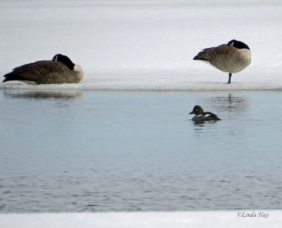 Andrew Haydon  Park Bird Count 2014