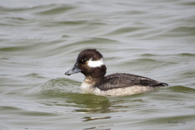 Buffleheads  (2 photos)