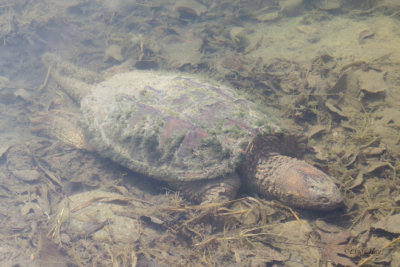 Snapping Turtle   (2 photos)