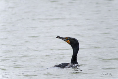 Double-crested Cormorant   (2 photos)