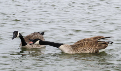 Canada Geese   (2 photos)