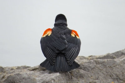 Red-winged Blackbird   (2 photos)