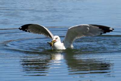 Ring-billed Gull and Crayfish   (4 photos)