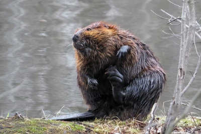 Beaver   (2 photos)