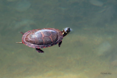 Painted Turtle