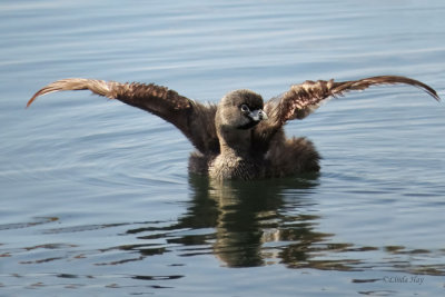 Pied-billed Grebe  (2 more photos)