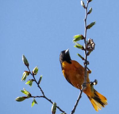 Baltimore Oriole