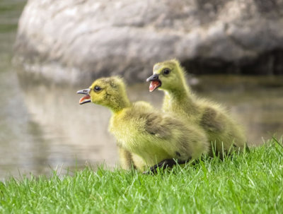 Goslings - Canada Geese