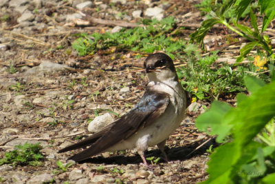 Tree Swallow  (2 photos)
