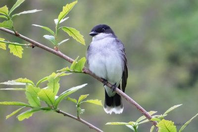 Eastern Kingbird   (2 photos)