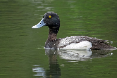 Lesser Scaup   (2 photos)