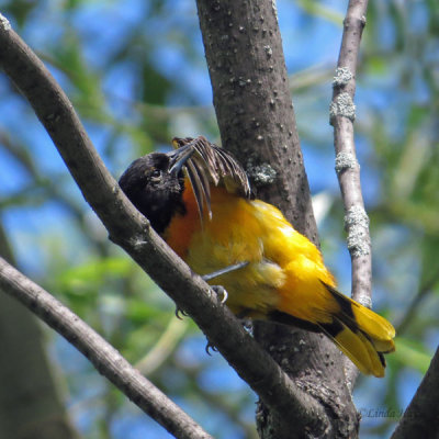 Baltimore Oriole   (2 photos)