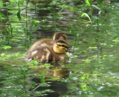 Mallard Ducklings