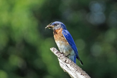 Eastern Bluebird   (2 photos)