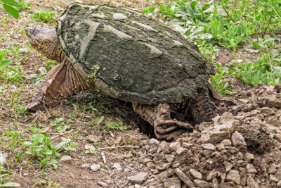 Snapping Turtle   (4 photos)
