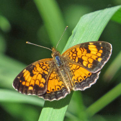  Crescent Butterfly