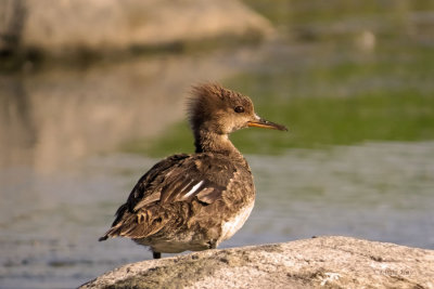 Hooded Merganser   (2 photos)