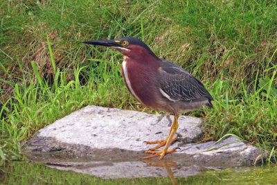 Green Heron  (2 photos)