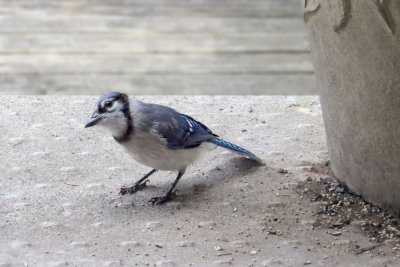 Blue Jay Baby   (2 photos)