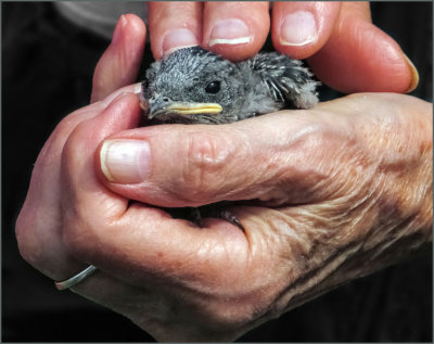 Purple Martin Chicks - Banding   (3 photos)