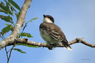 Eastern Kingbird - Juvenile