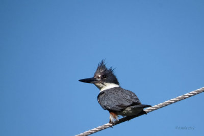 Belted Kingfisher