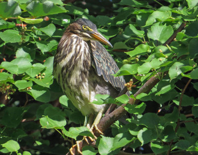 Green Heron  (3 photos)