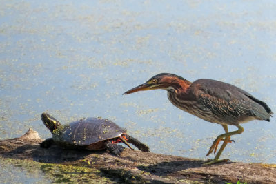 Green Heron   (2 photos)