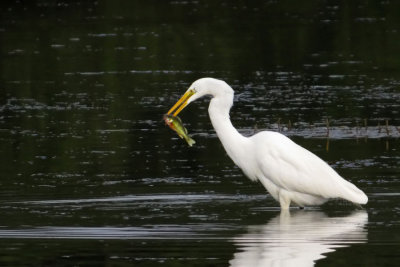 Great Egret