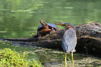 Green Heron and Friend
