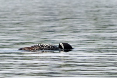 Common Loon   (2 photos)