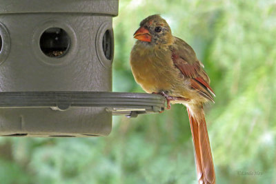 Cardinals and Finches  (4 photos)