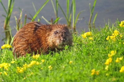 Muskrat  (2 photos)