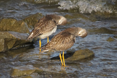 Lesser Yellowlegs  (2 photos)