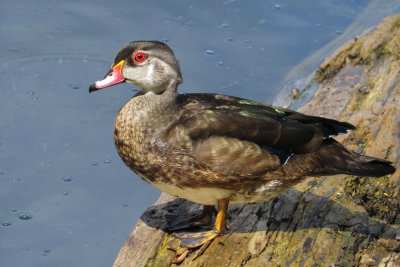 Wood Duck, Male   (2 photos)