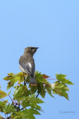 Cedar Waxwing - Juvenile 