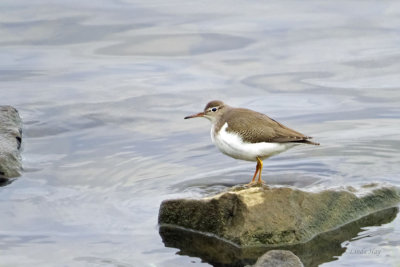 Spotted Sandpiper   (3 photos)