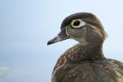 Wood Duck - Female