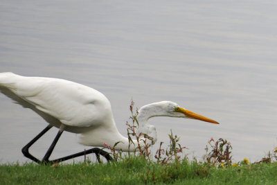 Great Egret   (3 photos)