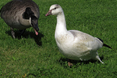 Ross's Hybrid Goose  (3 photos)